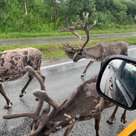 Fin Leilighet I Tromsdalen. トロムソ